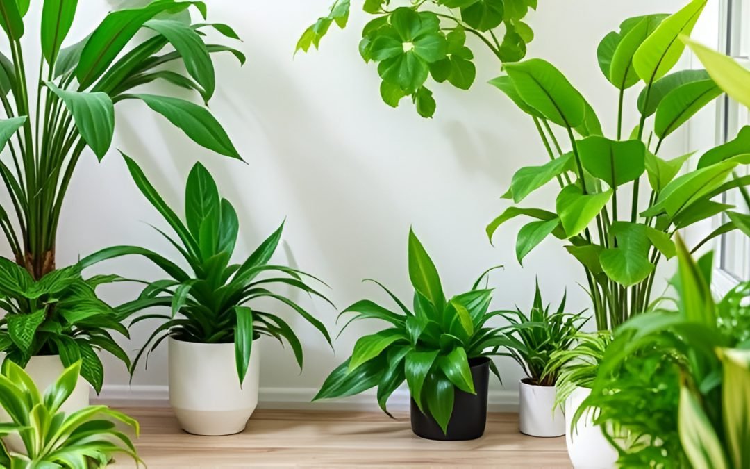Indoor Plants-The Top Choices to Improve Indoor Air and Decorate Your House
